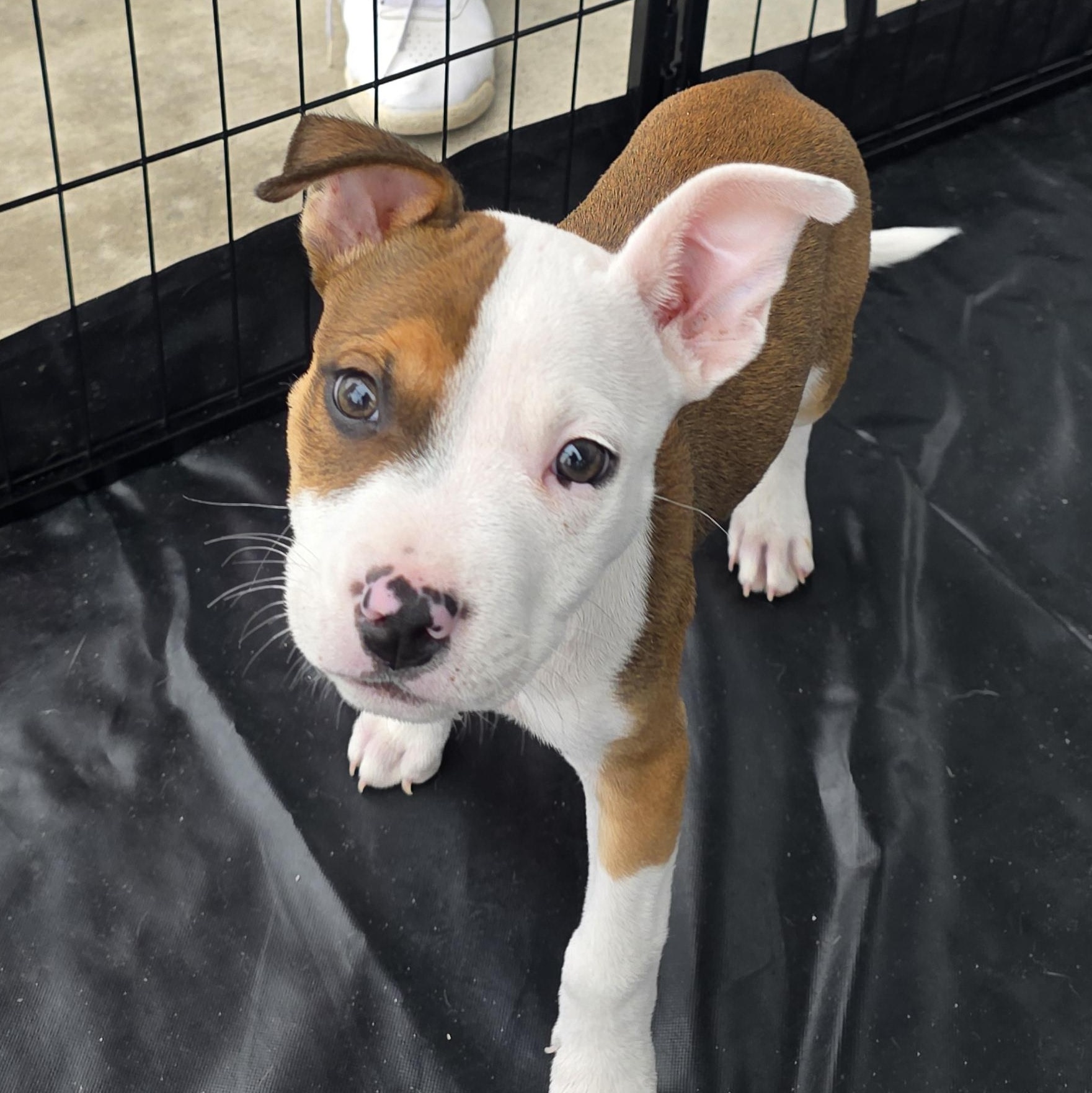 Duke, adopted, Puppy Male Pit Bull Terrier & American Staffordshire Terrier.