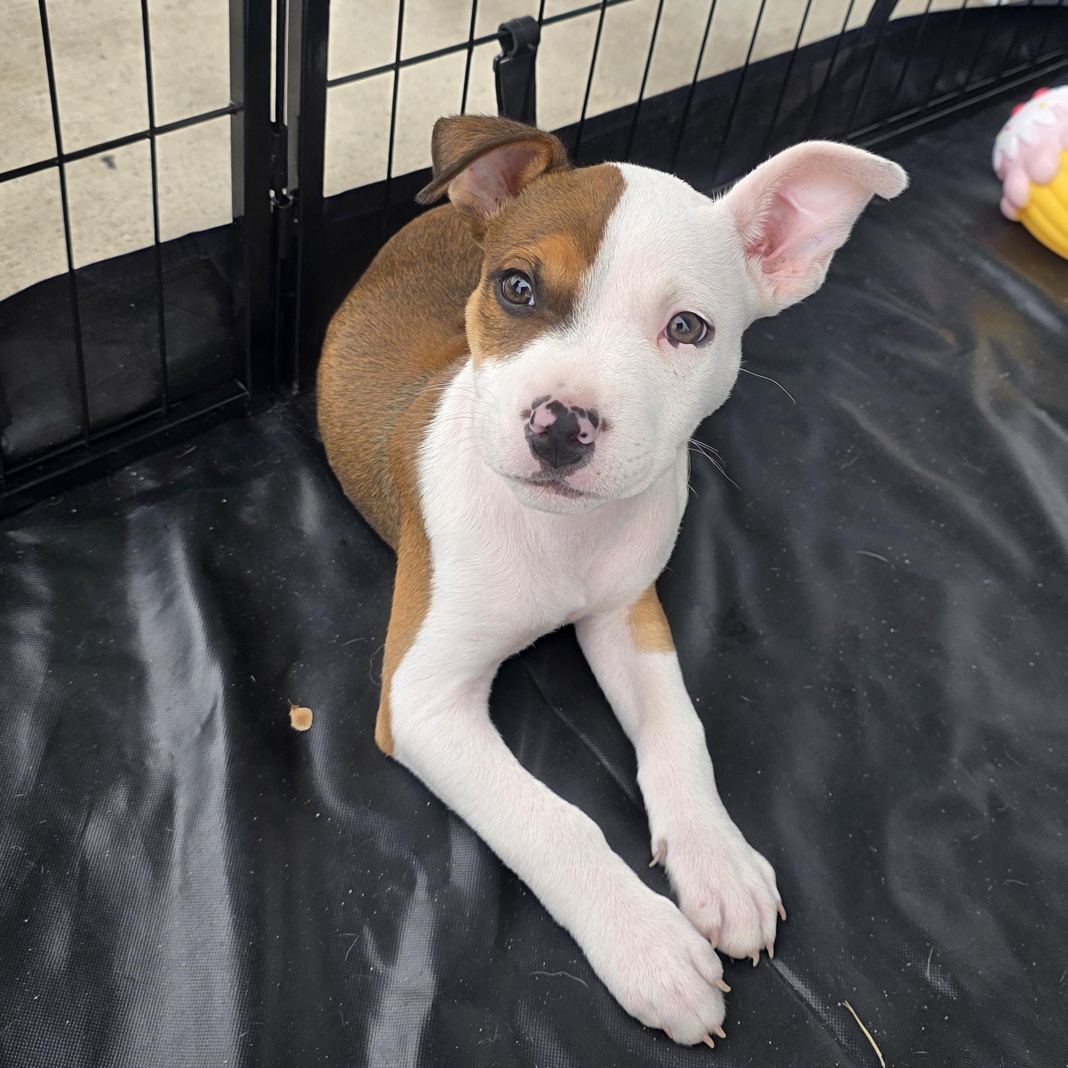 Enlarge Duke, an adopted mixed breed in Dallas, TX image 2/4