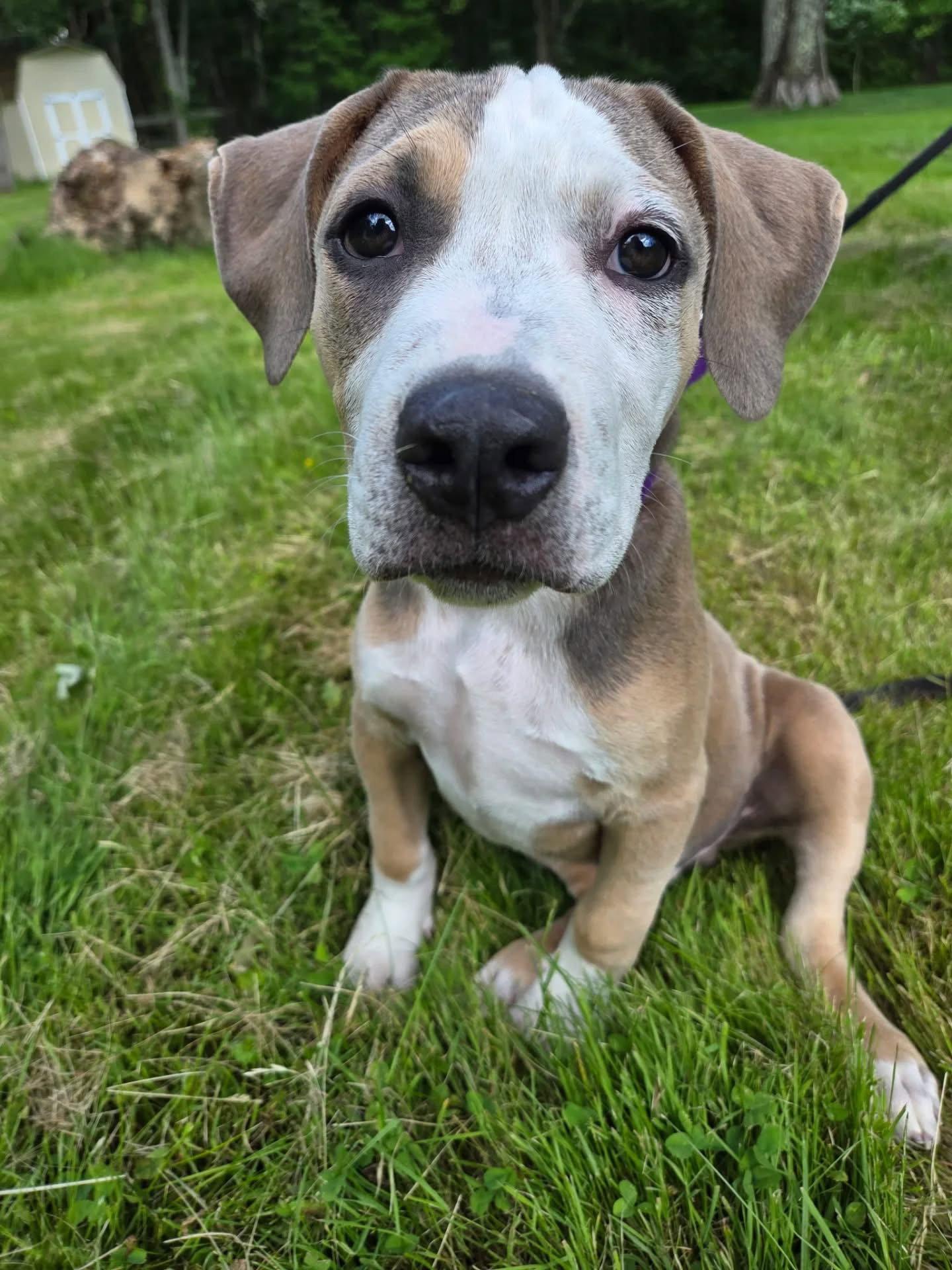 Geo, Adoptable, Young Male American Bulldog.