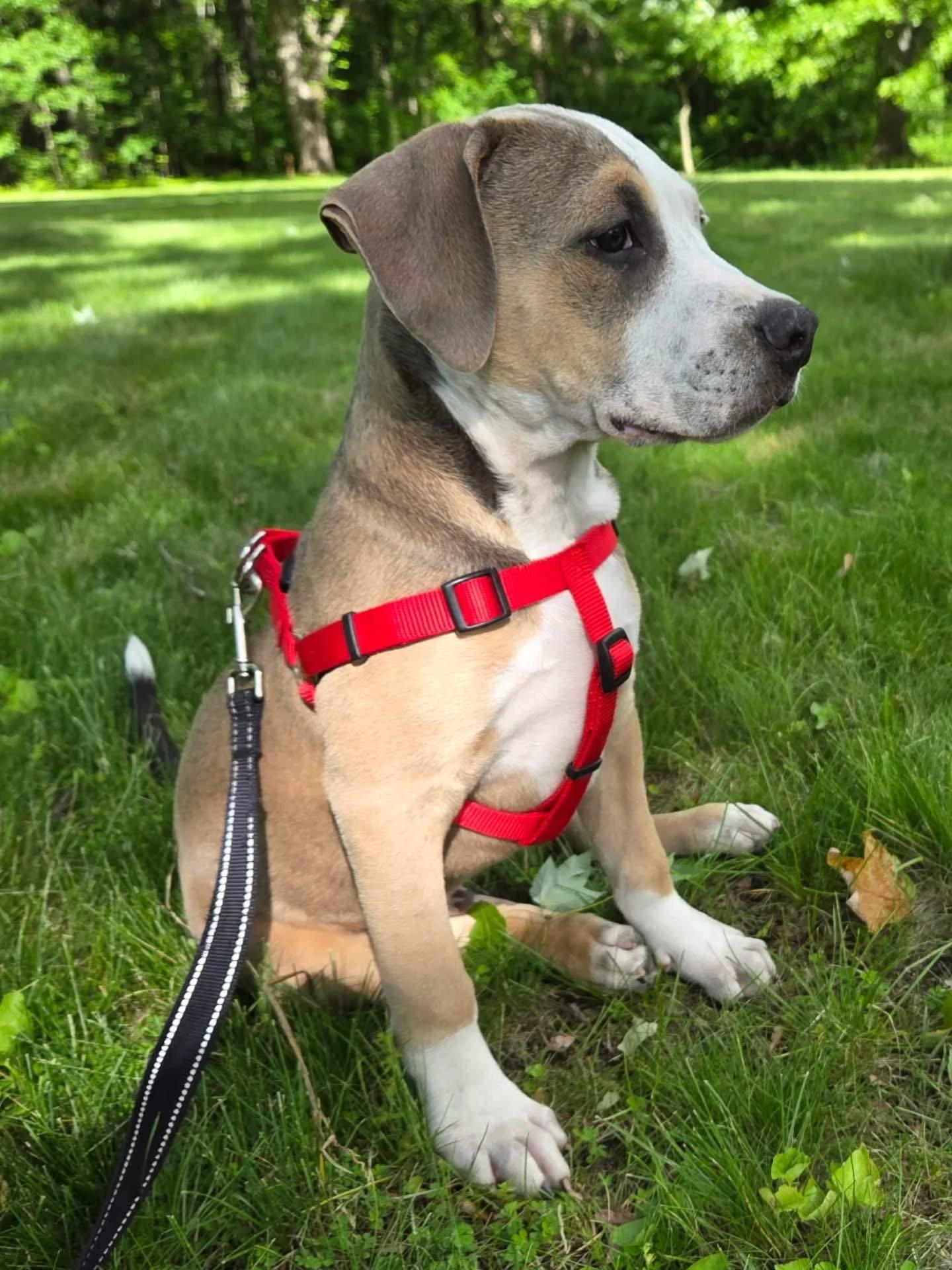Geo, a Adoptable American Bulldog in Tarrytown, GA image 2/3
