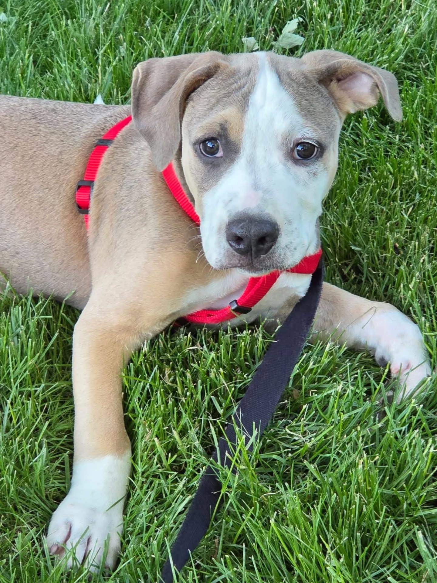 Geo, a Adoptable American Bulldog in Tarrytown, GA image 3/3