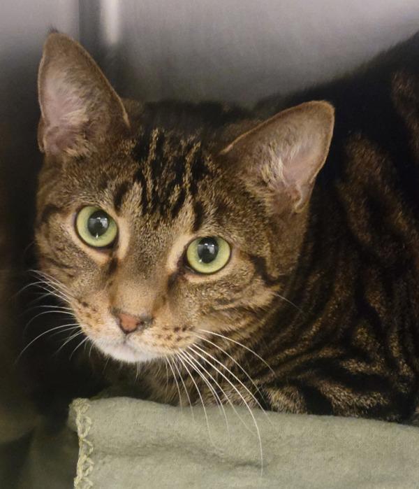 T.B.K, Adoptable, Adult Male Domestic Short Hair.