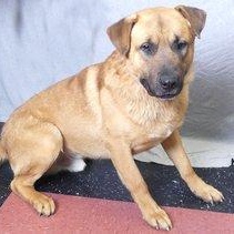 RED, a Adoptable mixed breed in Ukiah, CA image 2/4