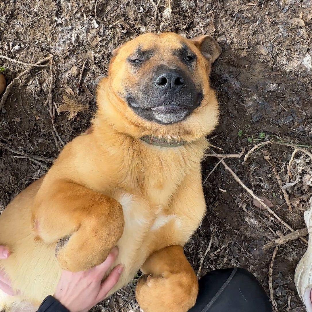 RED, a Adoptable mixed breed in Ukiah, CA image 1/4