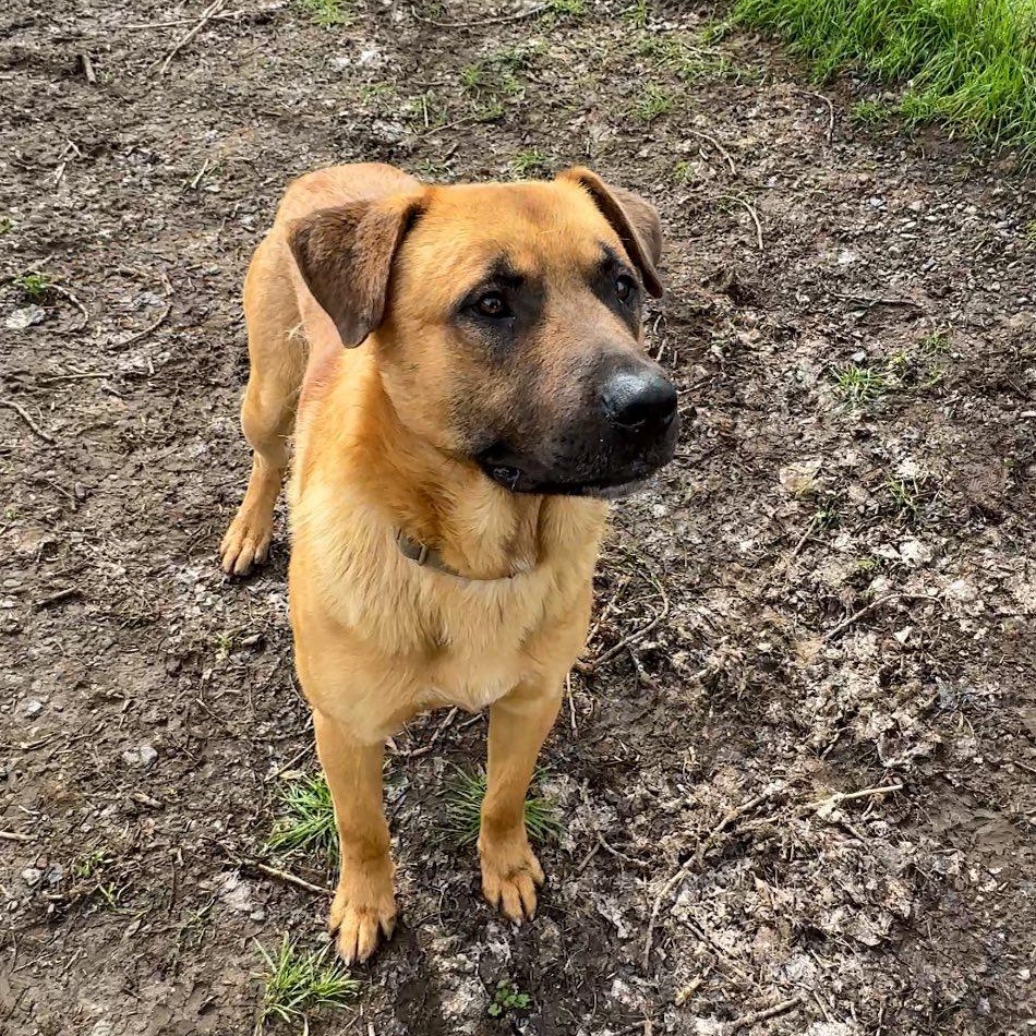 RED, a Adoptable mixed breed in Ukiah, CA image 3/4