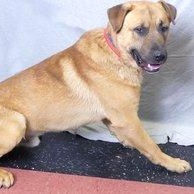 RED, a Adoptable mixed breed in Ukiah, CA image 4/4
