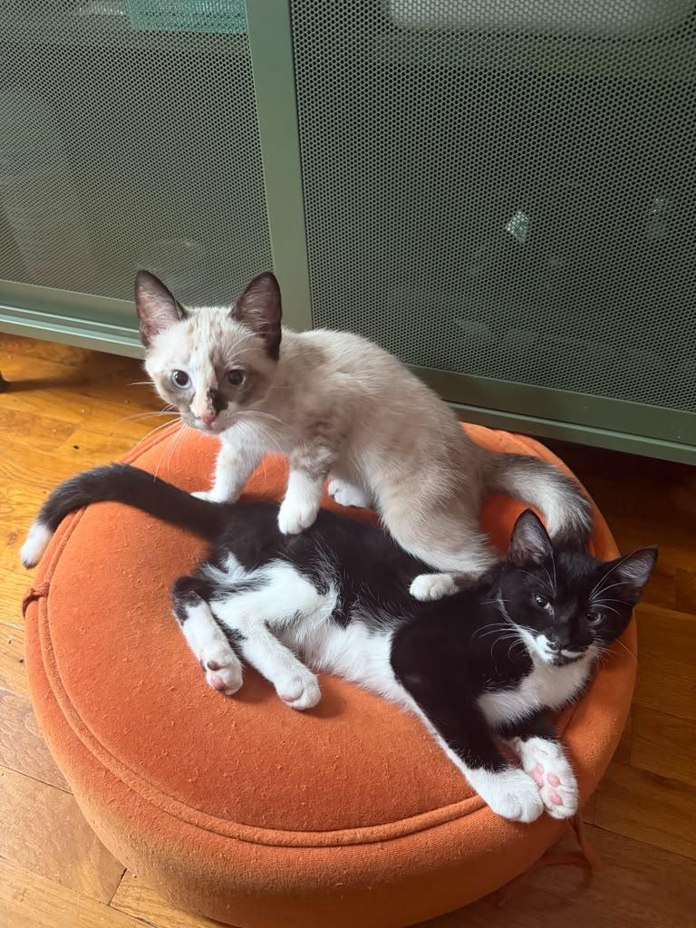 Pierogi and Ravioli, ADOPTABLE, Kitten Male Siamese.
