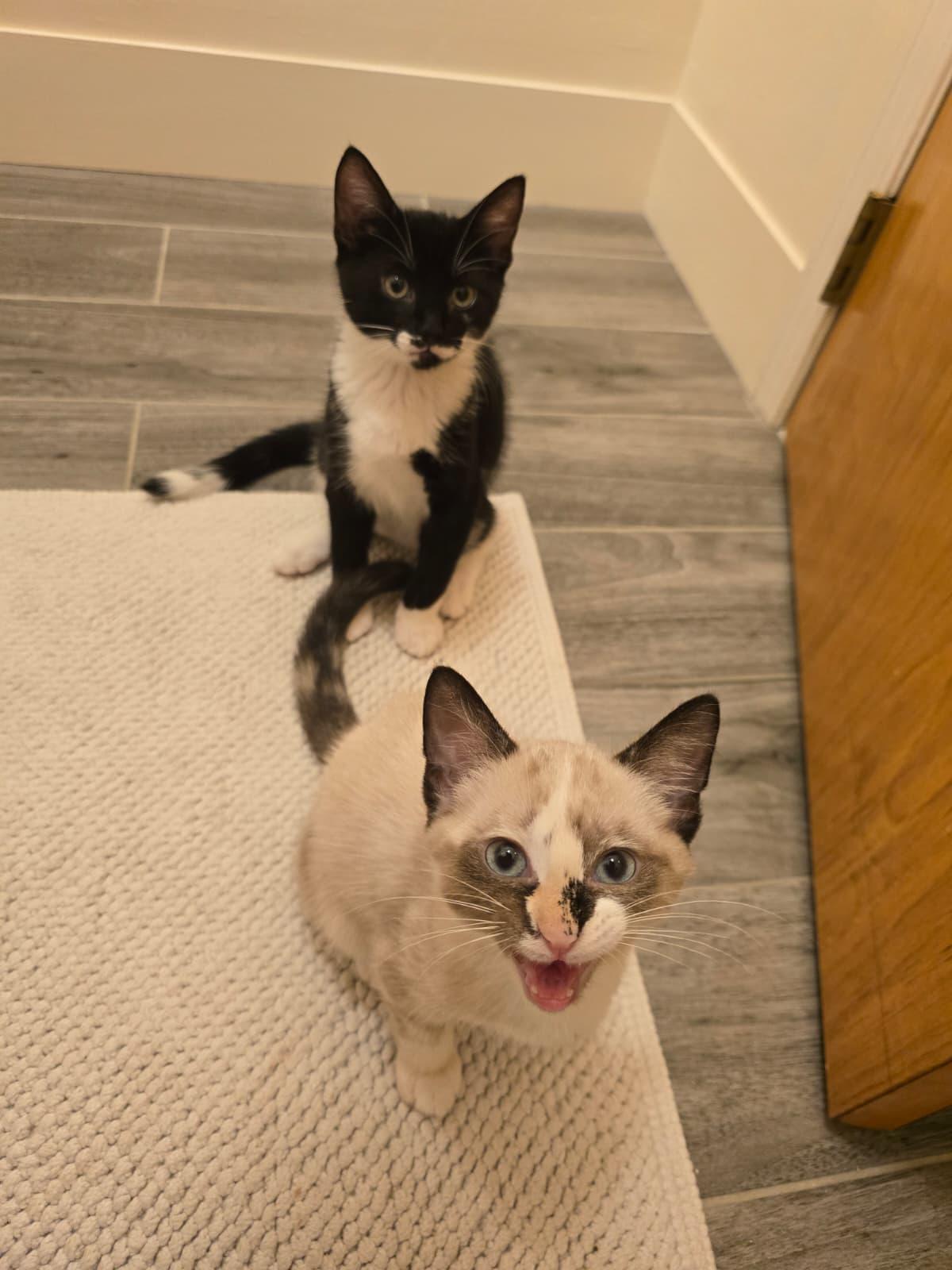 Pierogi and Ravioli, a ADOPTABLE Siamese in Brooklyn, NY image 2/6