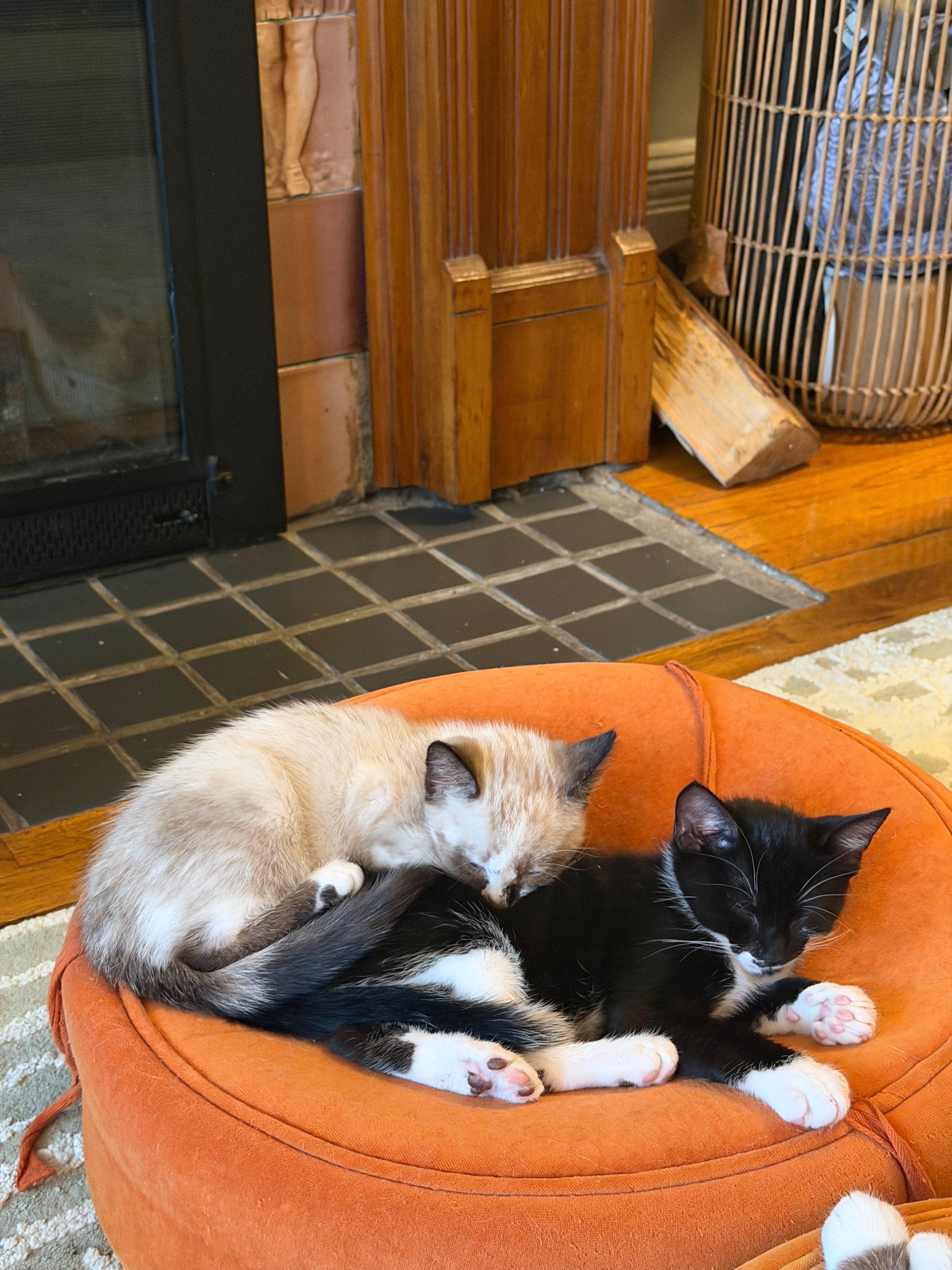 Pierogi and Ravioli, a ADOPTABLE Siamese in Brooklyn, NY image 6/6