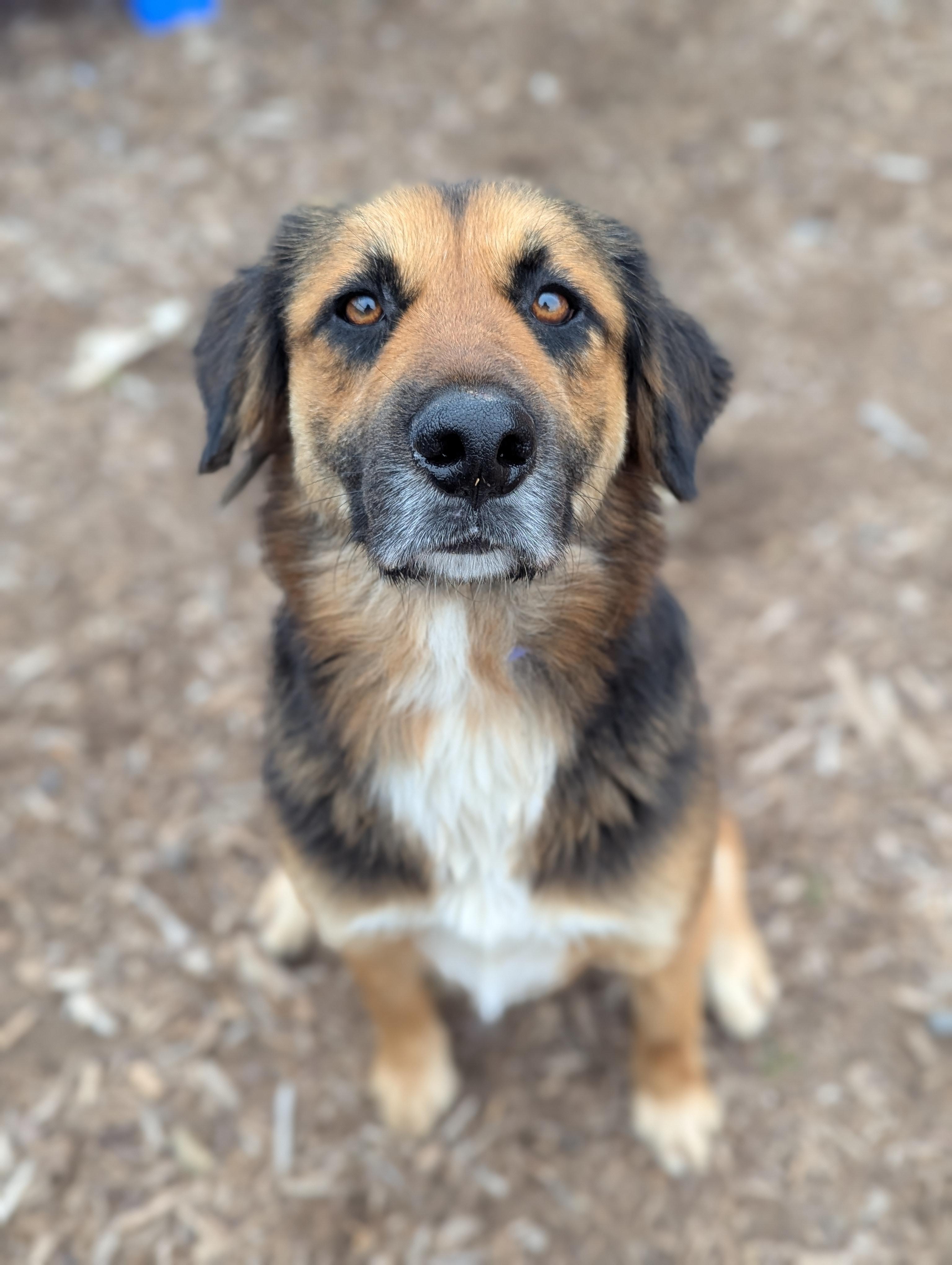 Rigby, adopted, Adult Male Shepherd & Bernese Mountain Dog.