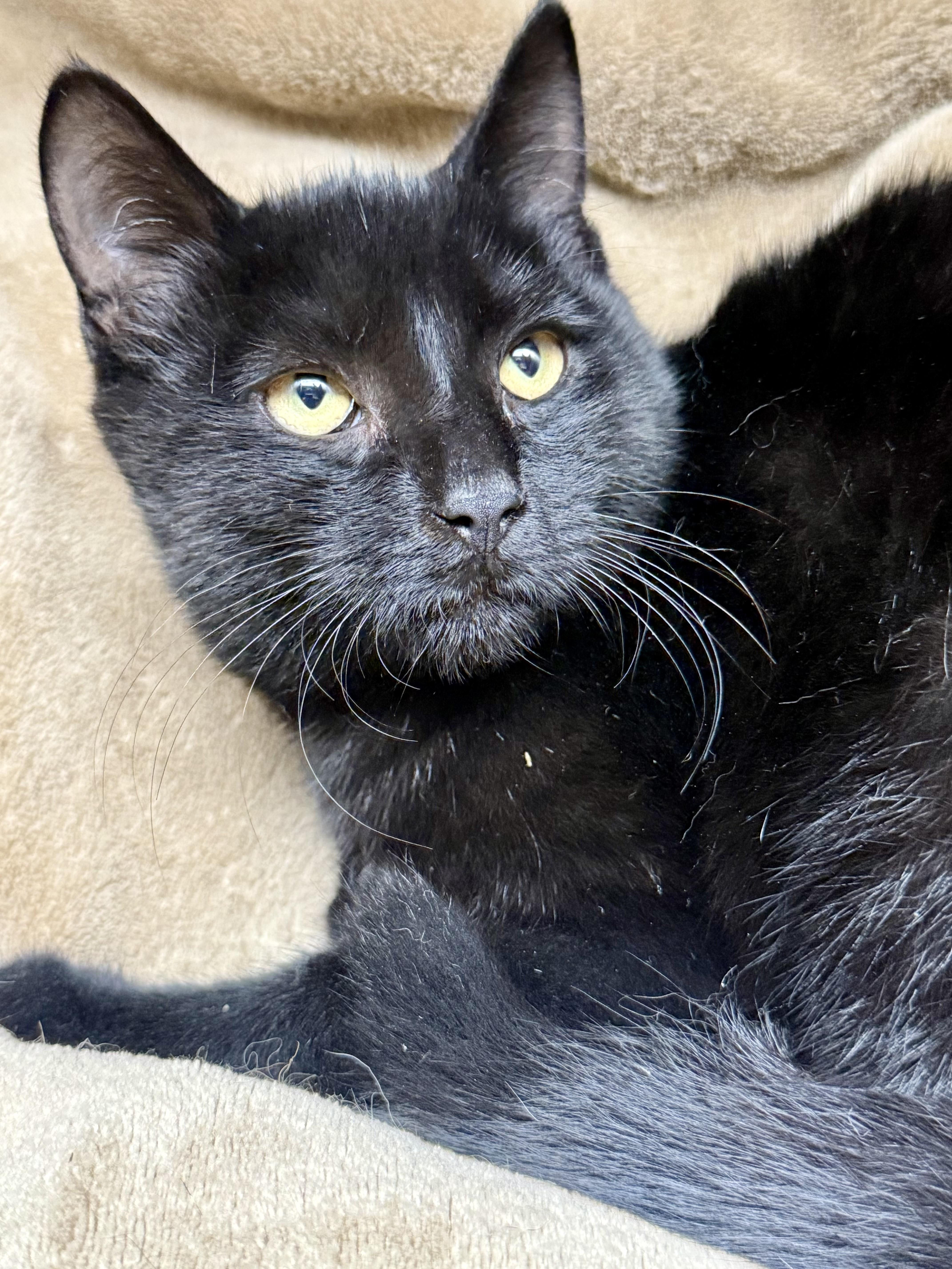 Enlarge Diesel, a Adoptable Domestic Short Hair in Frewsburg, NY image 2/2