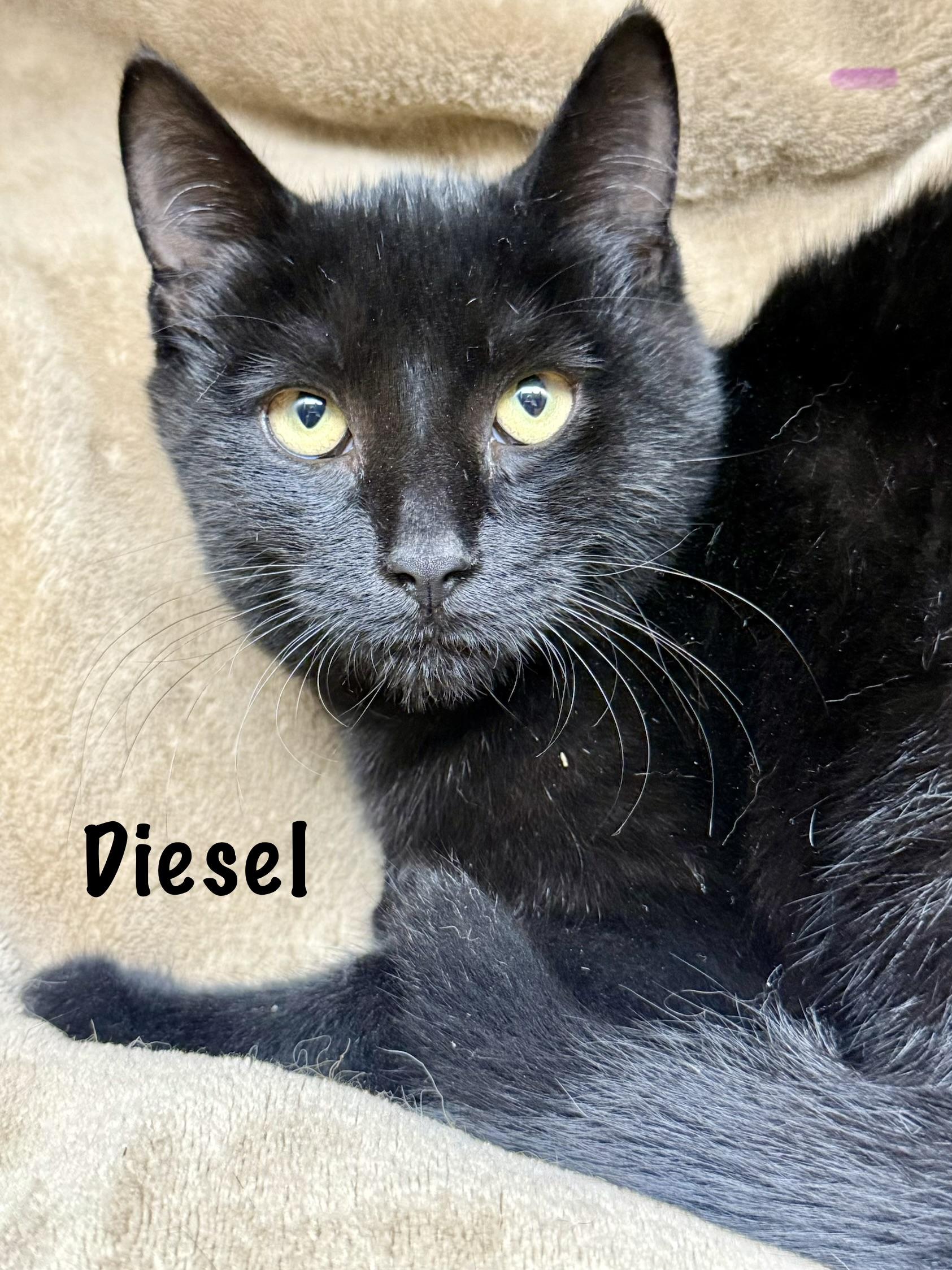 Diesel, Adoptable, Young Male Domestic Short Hair.