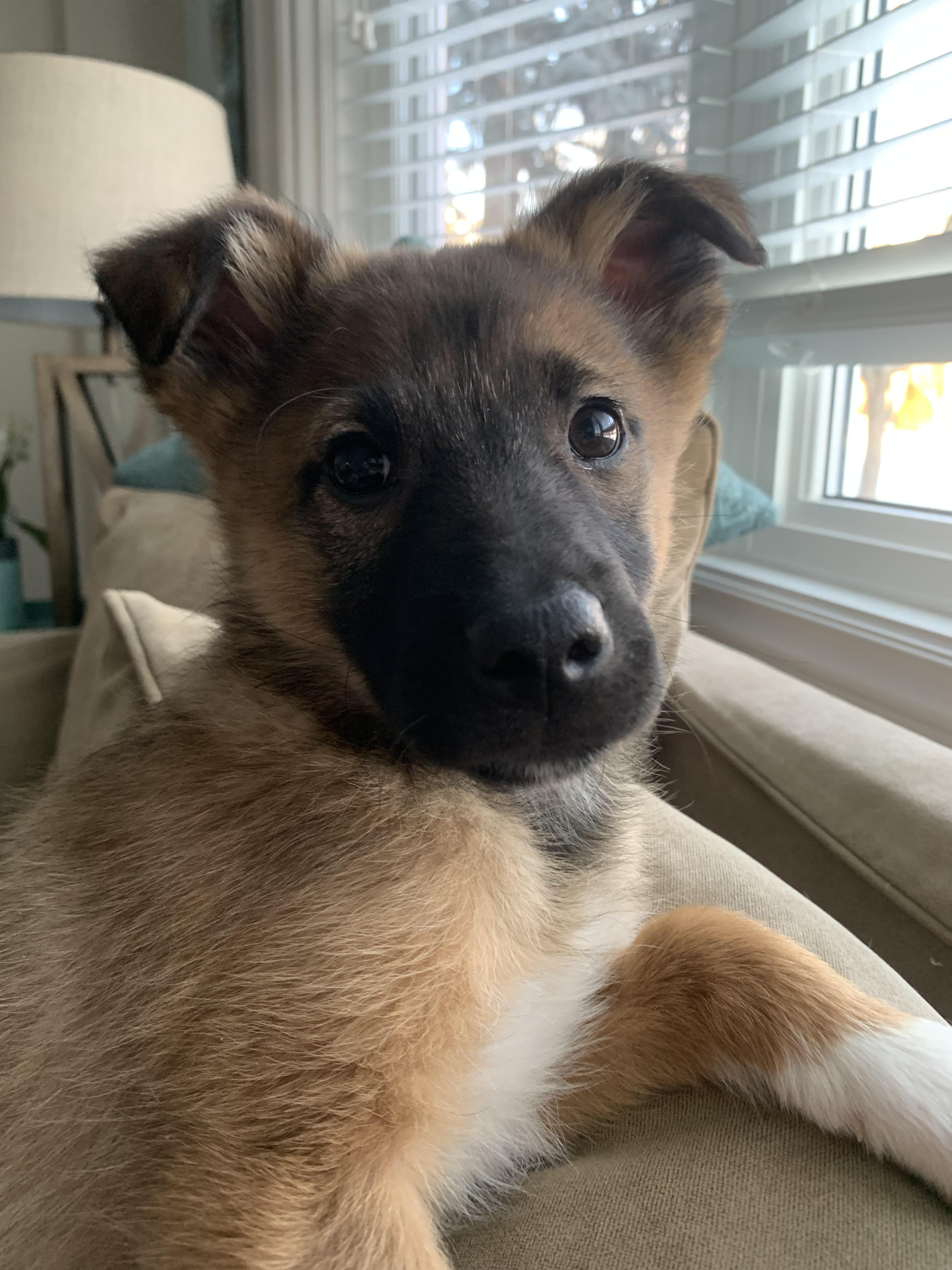 Enlarge Gus , a ADOPTABLE mixed breed in Hamilton, ON image 2/6