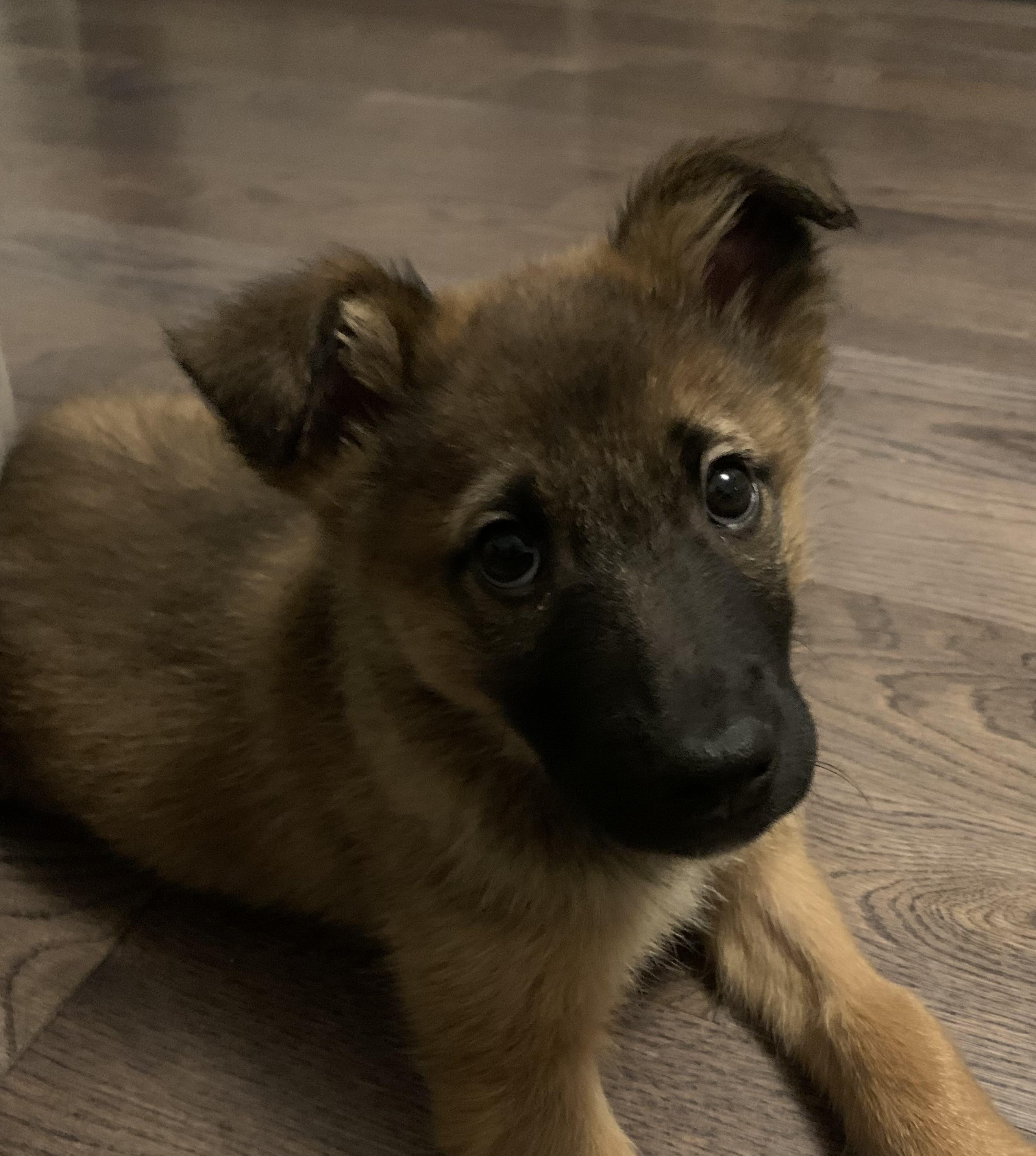 Enlarge Gus , a ADOPTABLE mixed breed in Hamilton, ON image 4/6