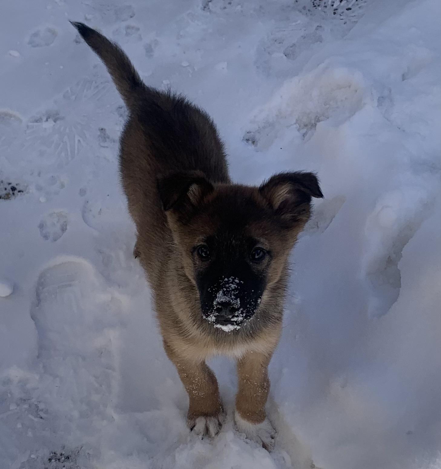 Gus , ADOPTABLE, Puppy Male Shepherd & Norwegian Elkhound.
