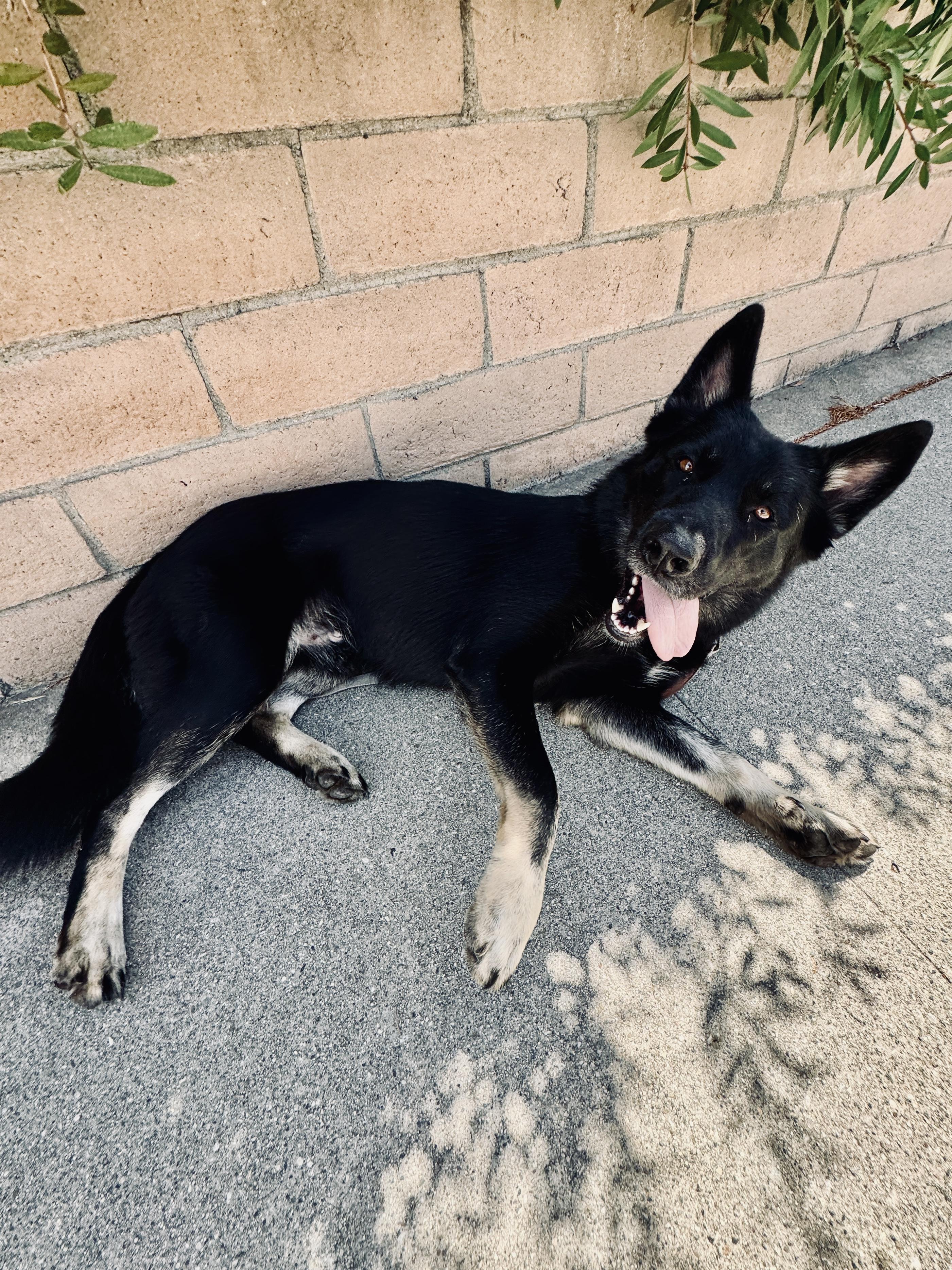 Meet Schultzie!! 3-4 year old German Shepherd, a Adoptable German Shepherd Dog in Manhattan Beach, CA image 2/5