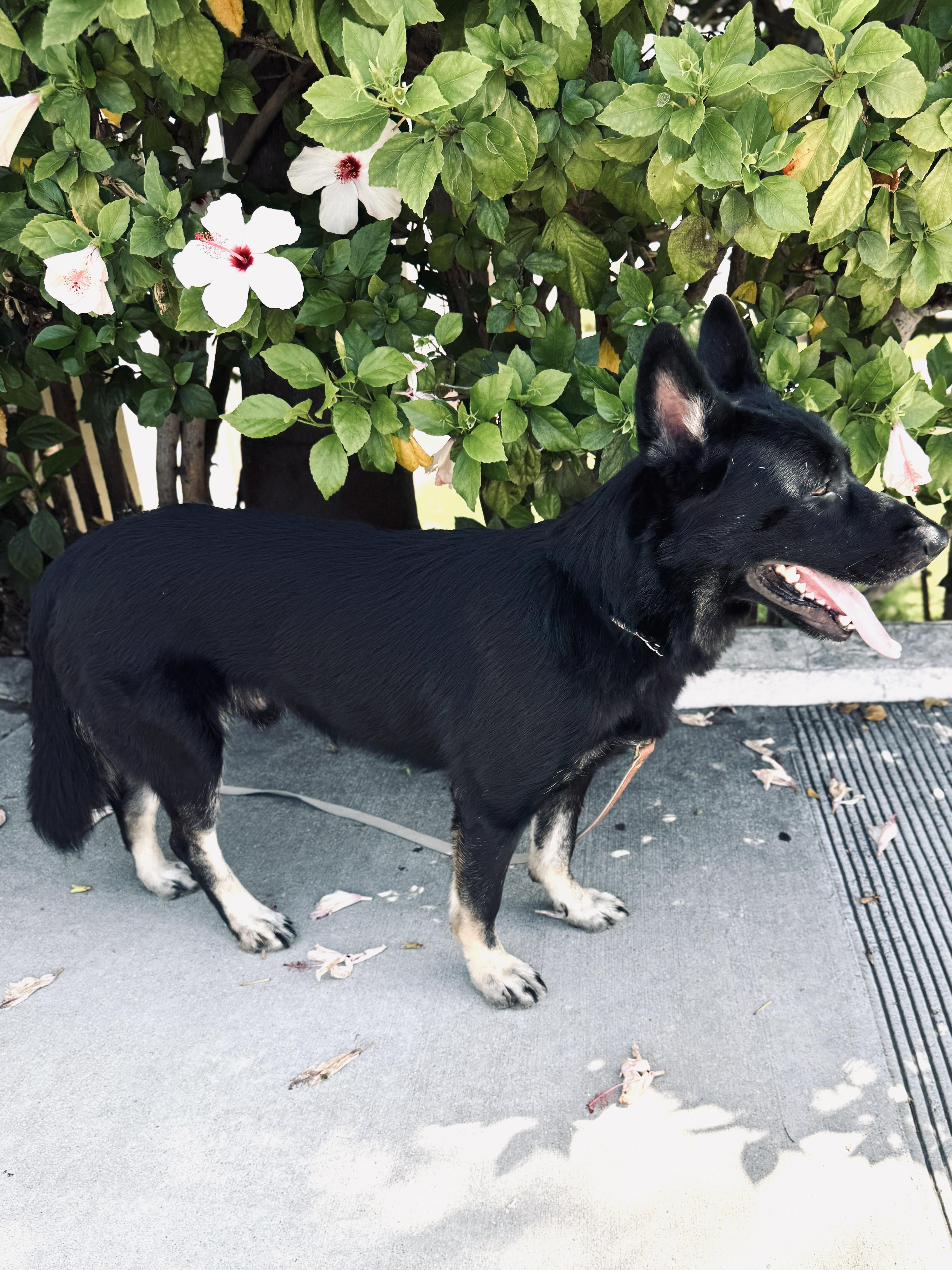 Meet Schultzie!! 3-4 year old German Shepherd, a Adoptable German Shepherd Dog in Manhattan Beach, CA image 4/5