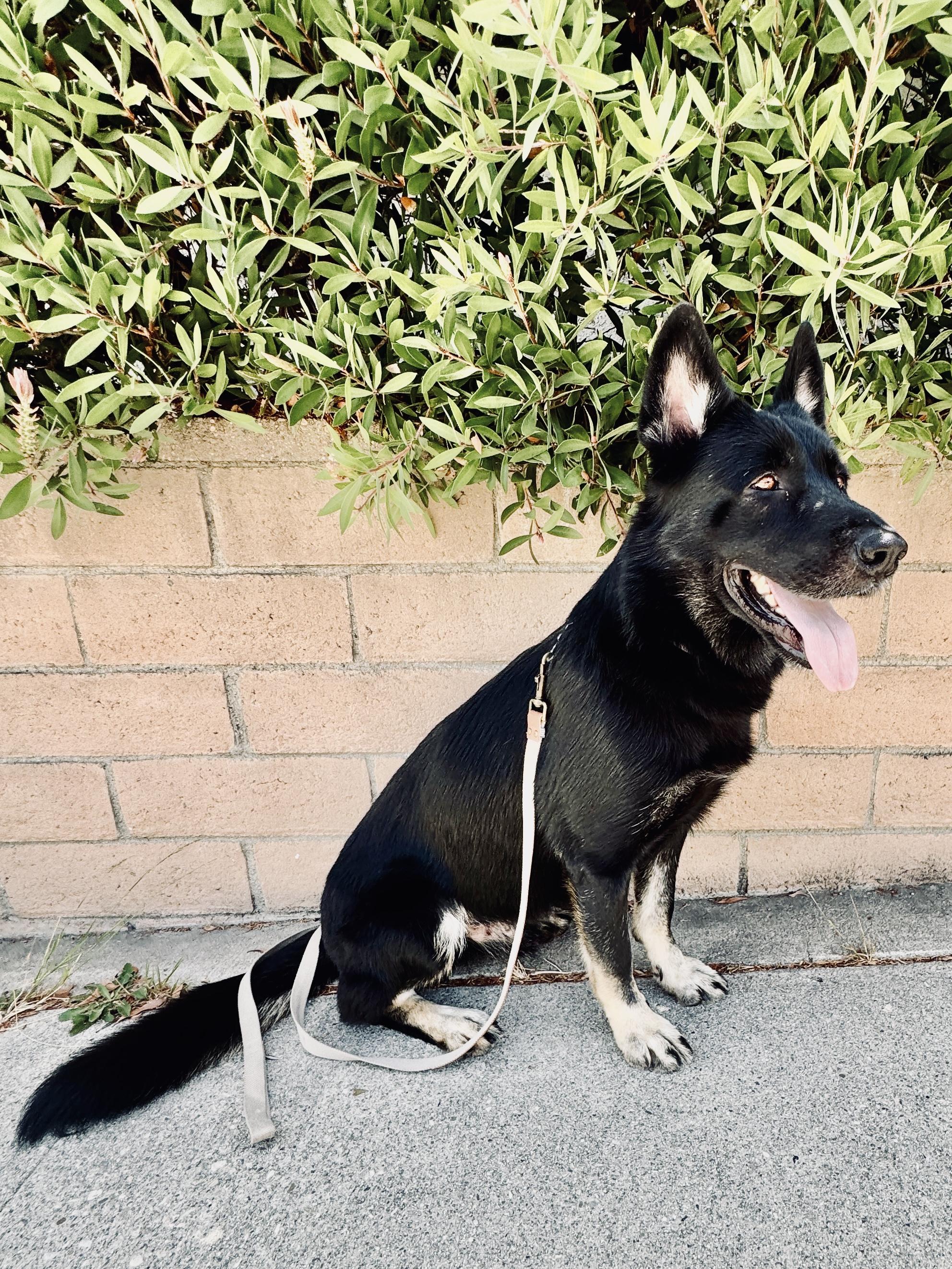 Meet Schultzie!! 3-4 year old German Shepherd, a Adoptable German Shepherd Dog in Manhattan Beach, CA image 3/5