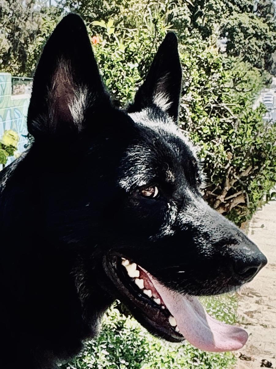 Meet Schultzie!! 3-4 year old German Shepherd, a Adoptable German Shepherd Dog in Manhattan Beach, CA image 1/5