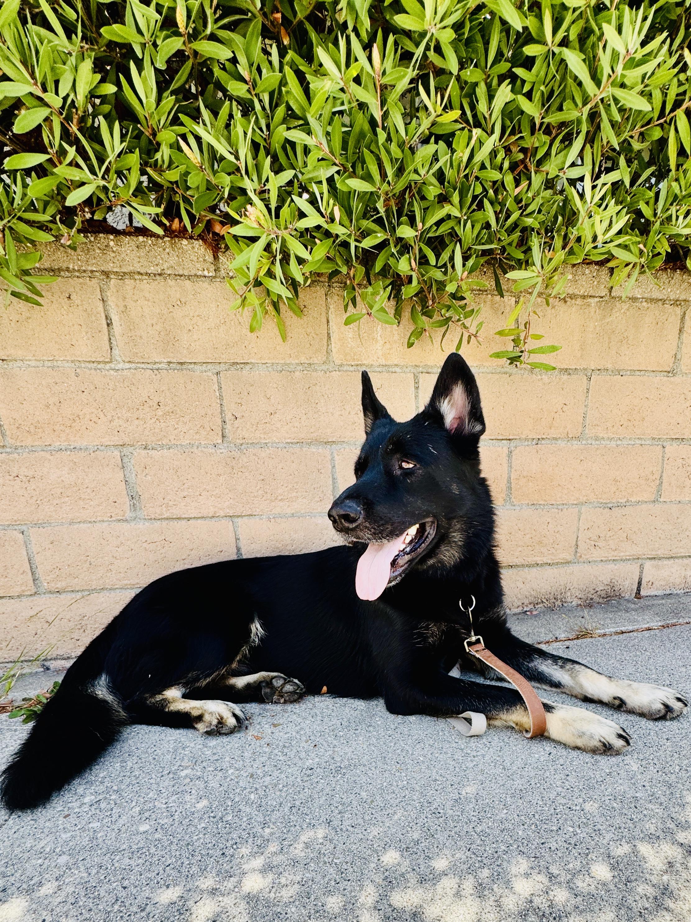Meet Schultzie!! 3-4 year old German Shepherd, a Adoptable German Shepherd Dog in Manhattan Beach, CA image 5/5