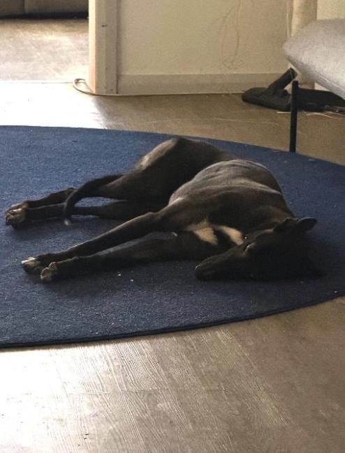 Sha'Carri (Lola), Adopted, Adult Female Greyhound.