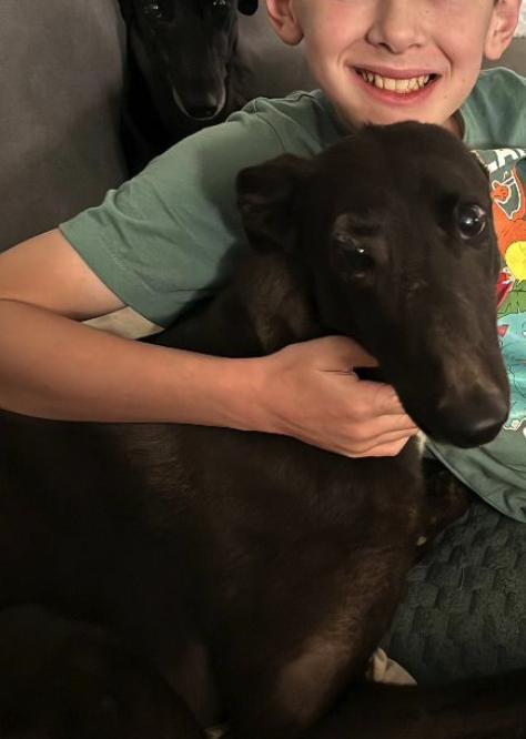 Enlarge Sha'Carri (Lola), a Adopted Greyhound in Tarpon Springs, FL image 2/3