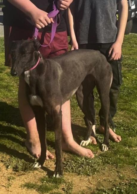 Enlarge Sha'Carri (Lola), a Adopted Greyhound in Tarpon Springs, FL image 3/3