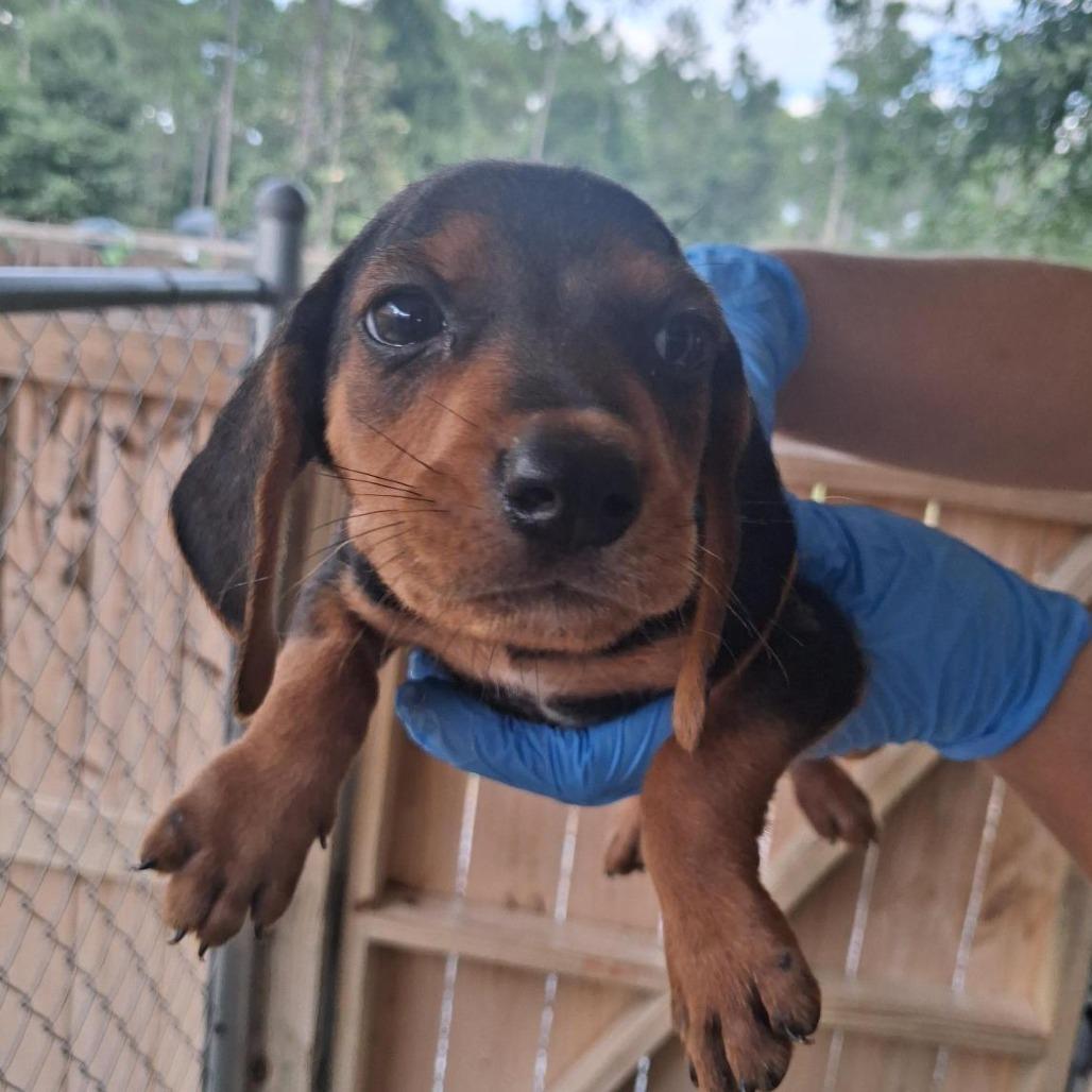 Kermit, Adoptable, Puppy Male Beagle.