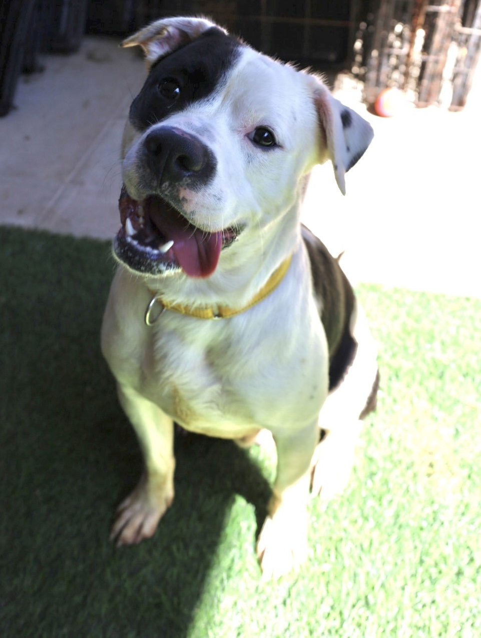 Pepe, Adoptable, Adult Male American Bulldog.