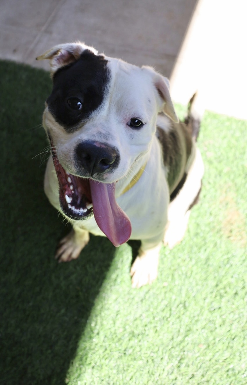 Enlarge Pepe, a Adoptable mixed breed in River oaks, TX image 3/3