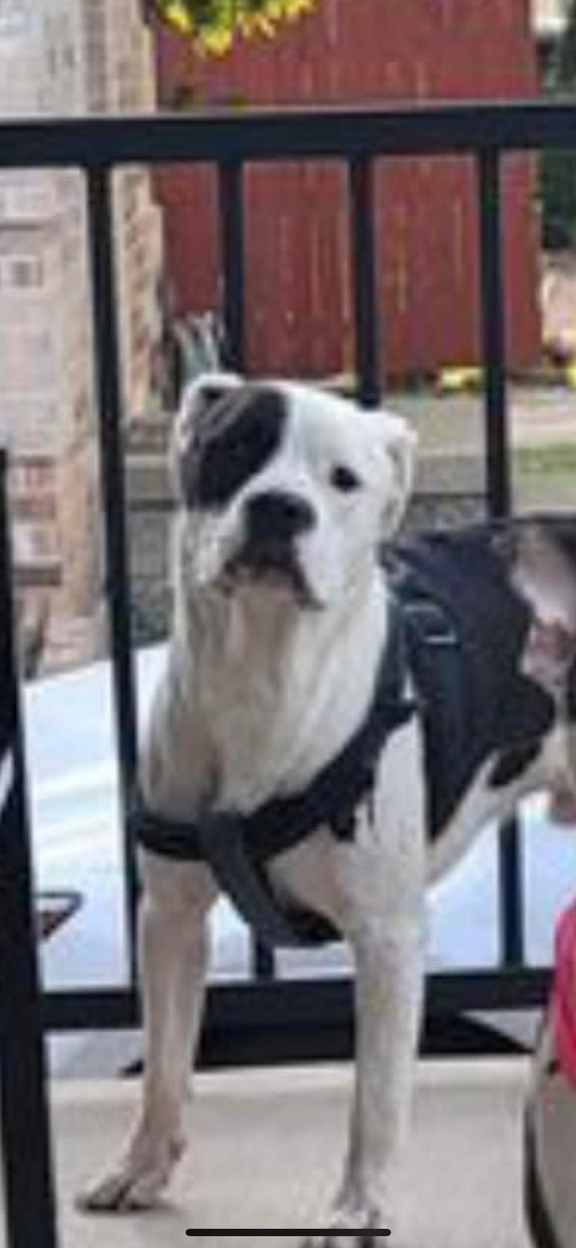 Enlarge Pepe, a Adoptable mixed breed in River oaks, TX image 2/3