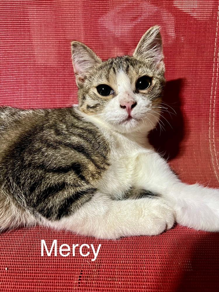 Enlarge Mercy, a Adoptable mixed breed in Plumerville, AR image 1/1