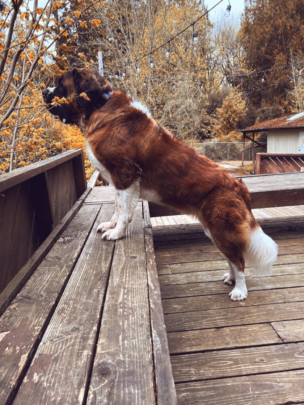 Mavis , a Adoptable Saint Bernard in Port Angeles, WA image 4/6