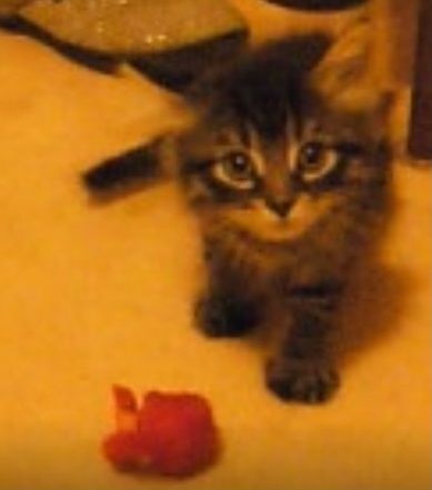 Chirpy, Adopted, Kitten Male Domestic Short Hair.