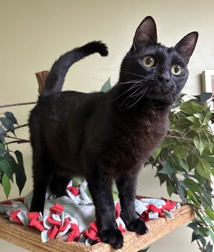 Panther, a Adoptable mixed breed in Hastings, NE image 1/3