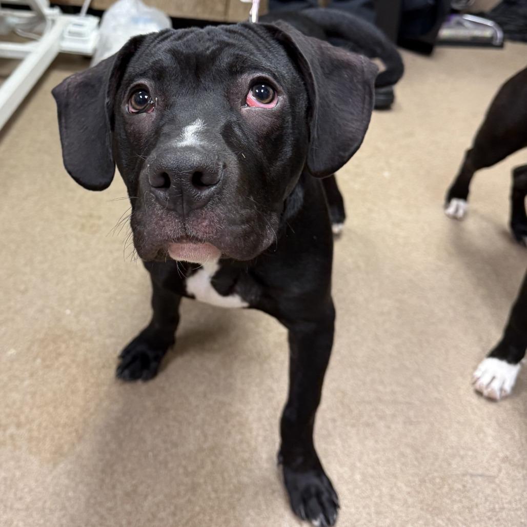 Preston, Adoptable, Puppy Male Pit Bull Terrier & Black Labrador Retriever.