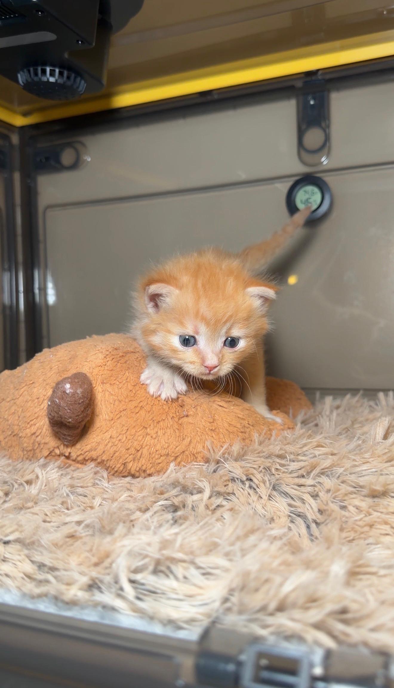 Archie — thumbnail 2