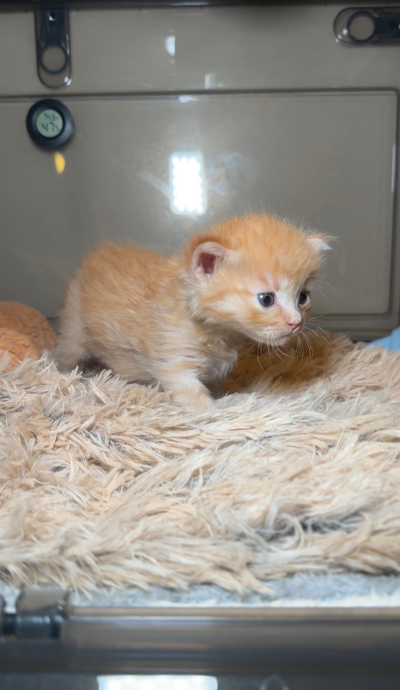 Archie — thumbnail 3