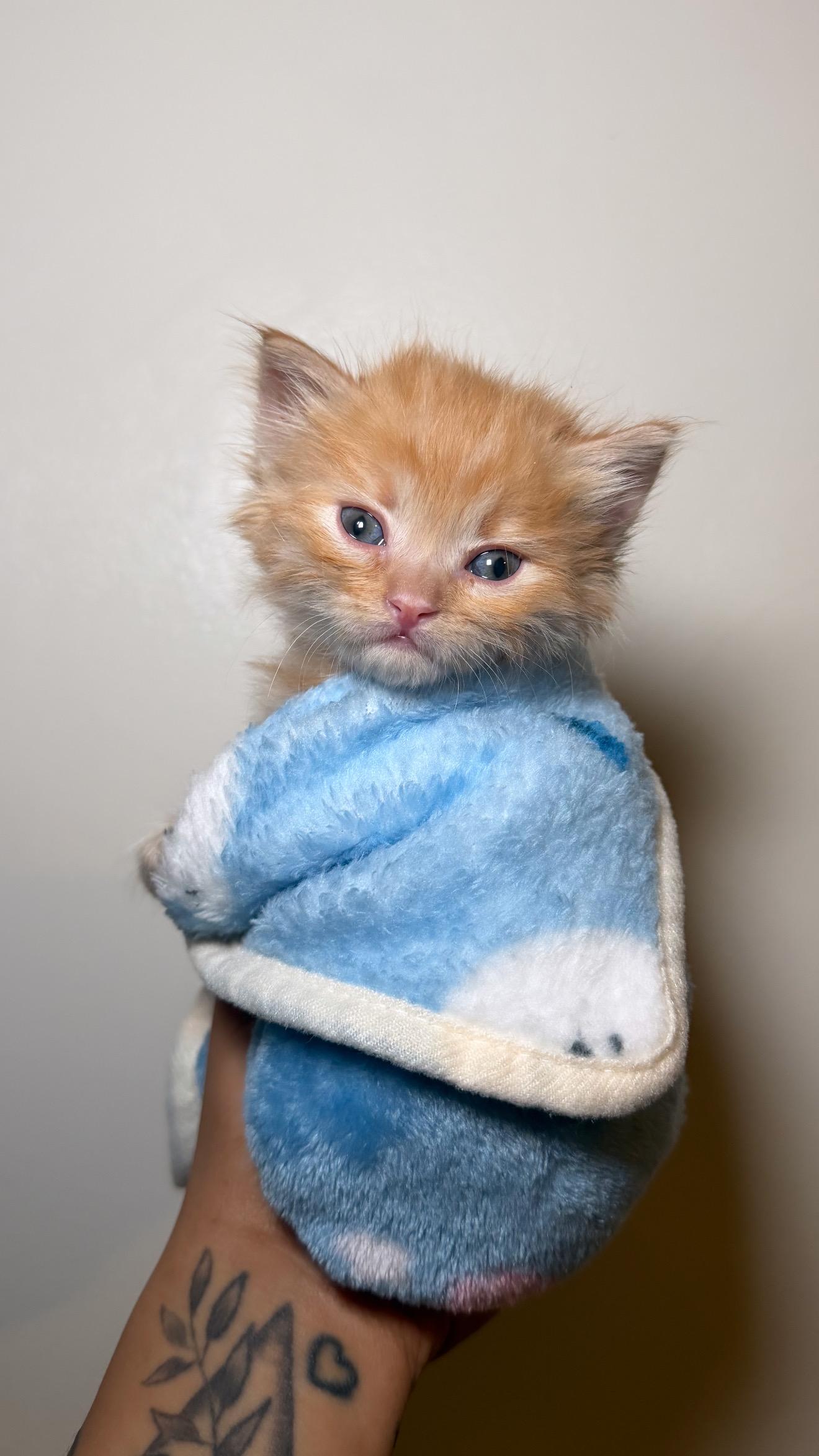 Archie — thumbnail 4