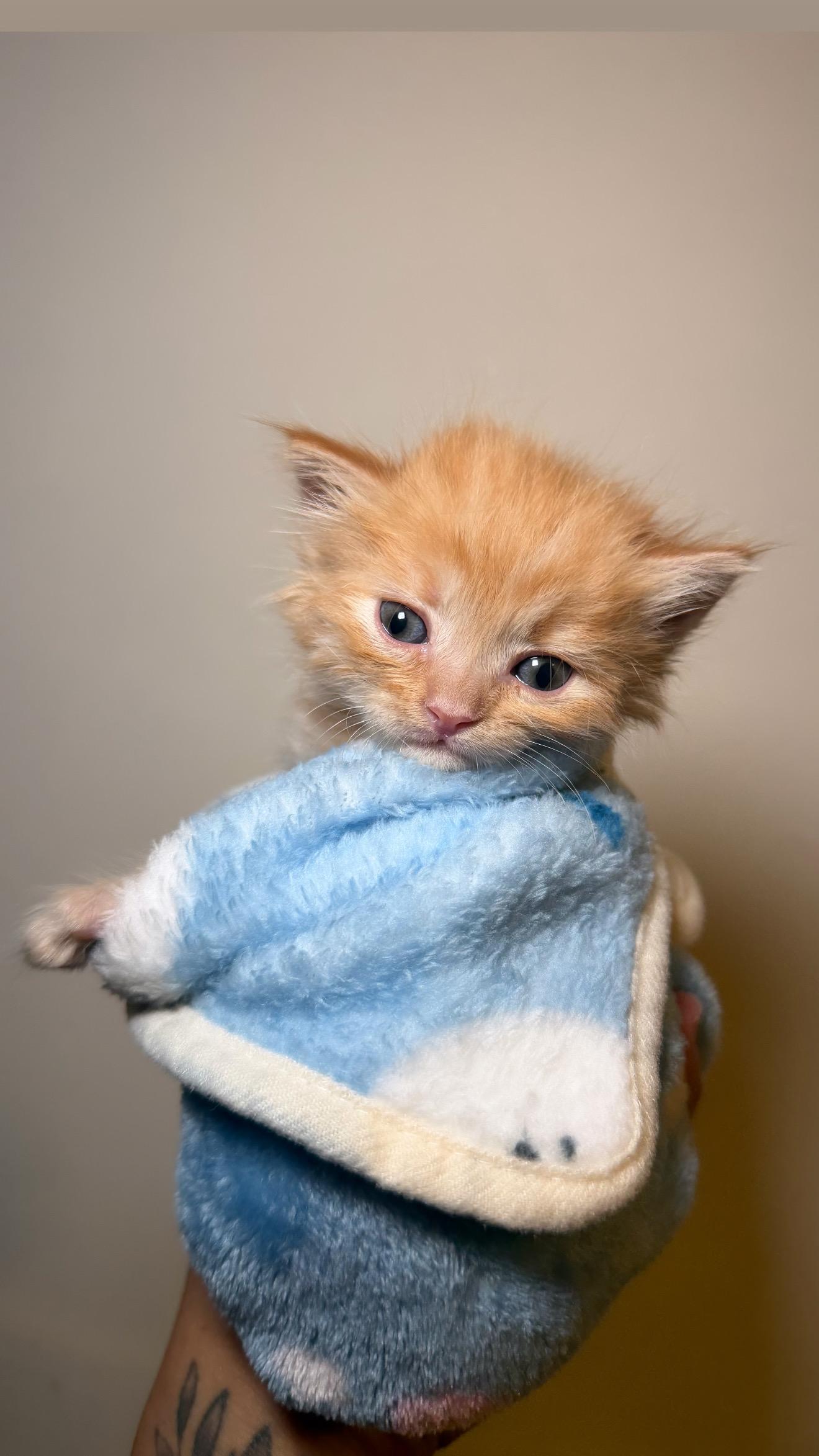 Archie — thumbnail 5