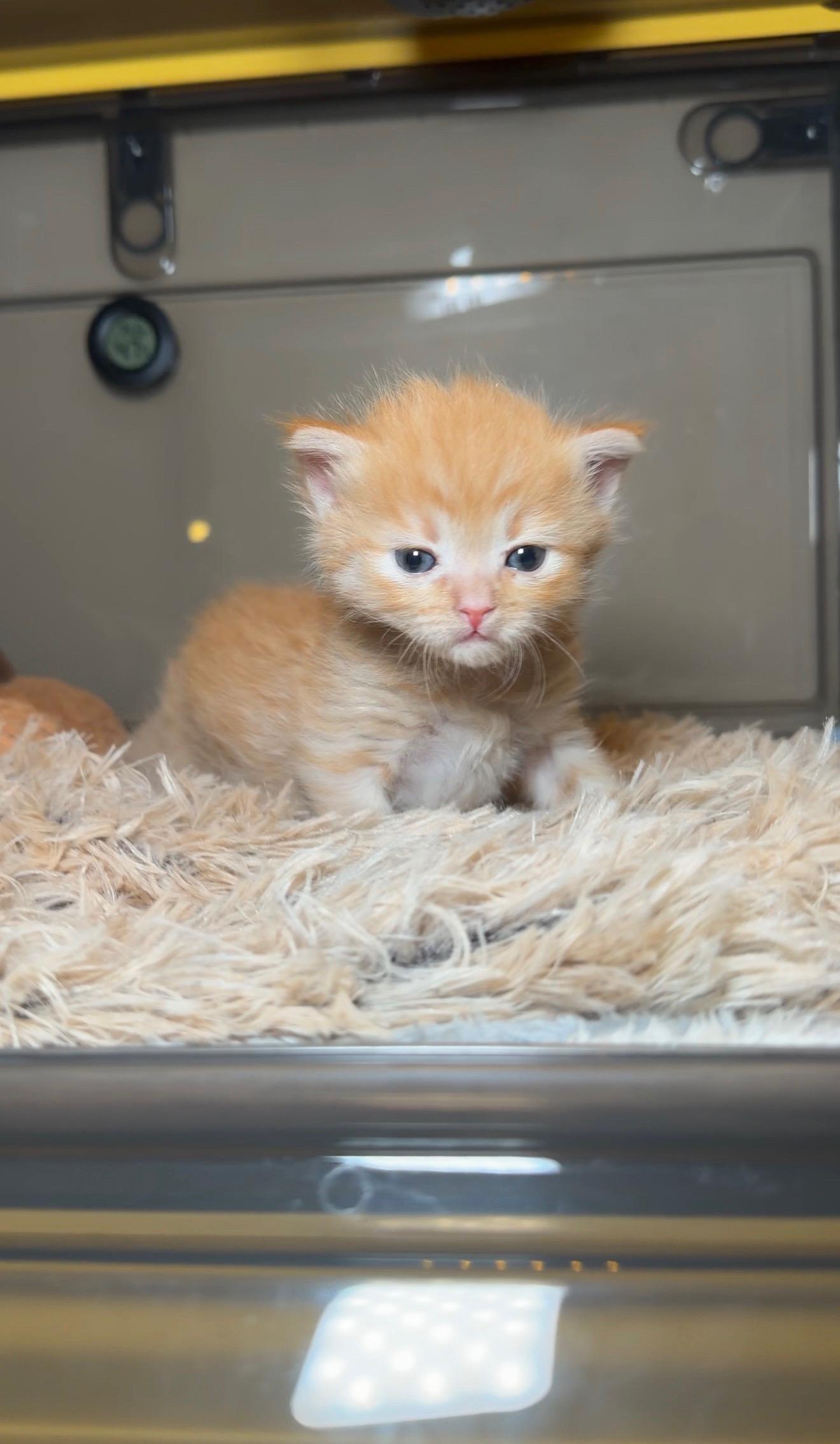 Archie — thumbnail 6