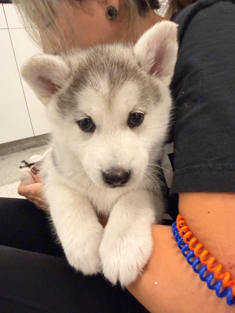 Rhinestone, Adopted, Puppy Female Husky & Alaskan Malamute.