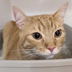 Provolone, an adoptable Domestic Short Hair in Green Valley, AZ image 2/2