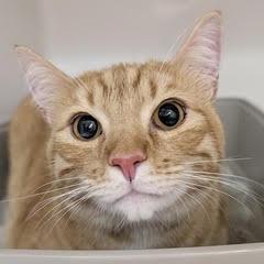 Provolone, adoptable, Young Male Domestic Short Hair.