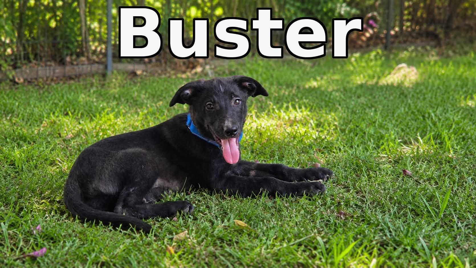 Enlarge Buster, a Adoptable Mixed Breed in Rock Hill, NY image 1/2