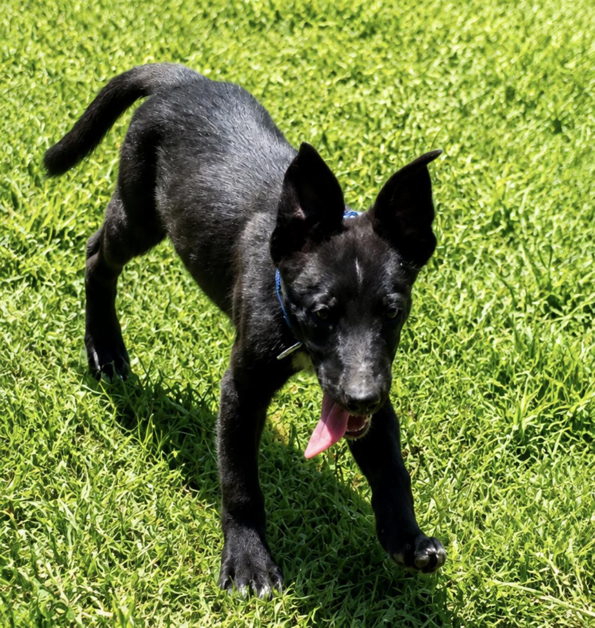 Enlarge Buster, a Adoptable Mixed Breed in Rock Hill, NY image 2/2