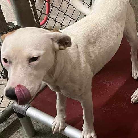 Enlarge Linda, a Adoptable mixed breed in Rochester, NY image 5/6