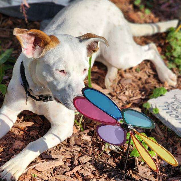 Enlarge Linda, a Adoptable mixed breed in Rochester, NY image 2/6