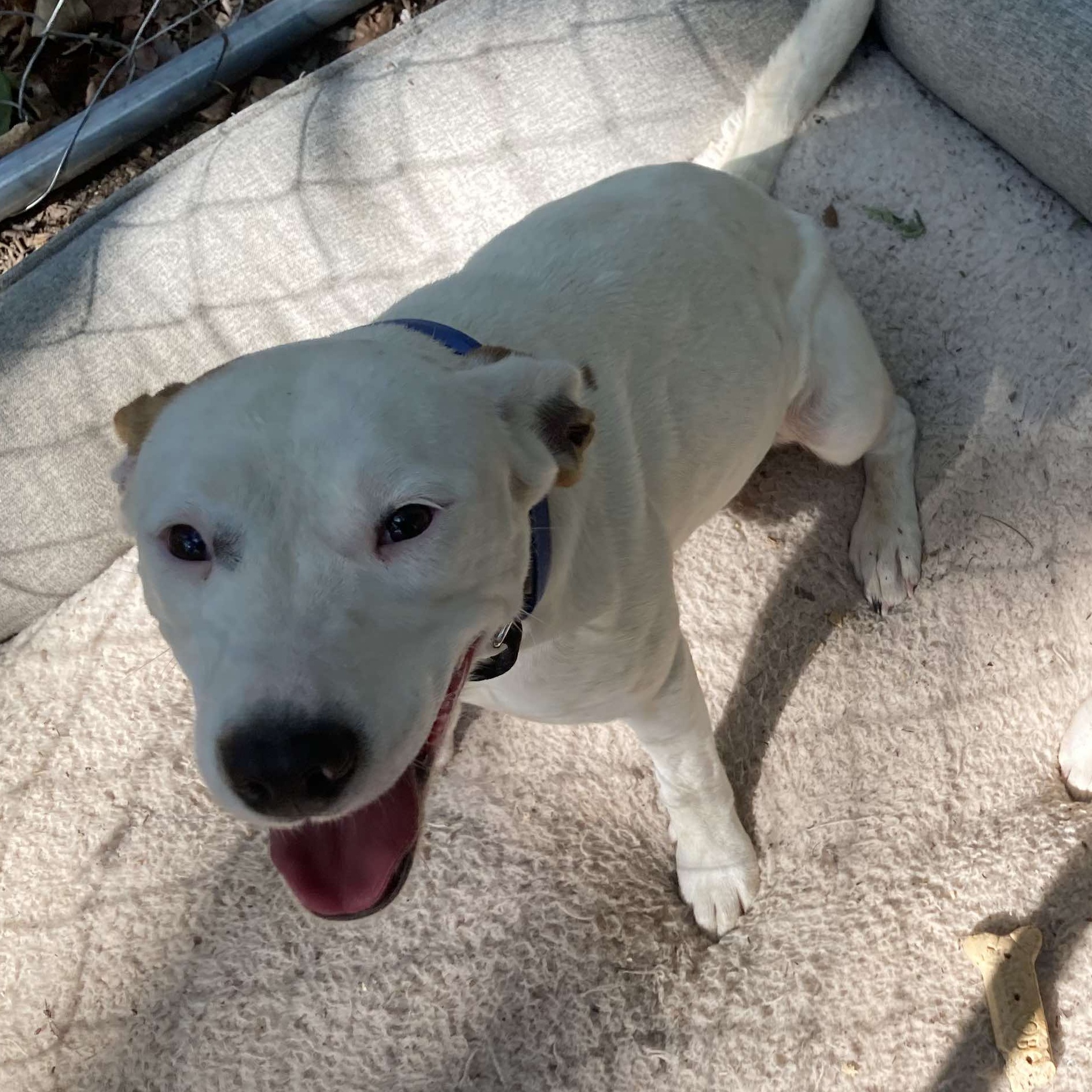 Enlarge Linda, a Adoptable mixed breed in Rochester, NY image 6/6