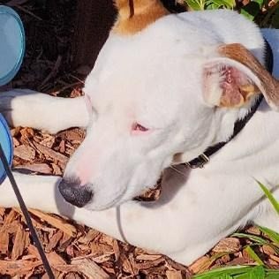 Enlarge Linda, a Adoptable mixed breed in Rochester, NY image 3/6